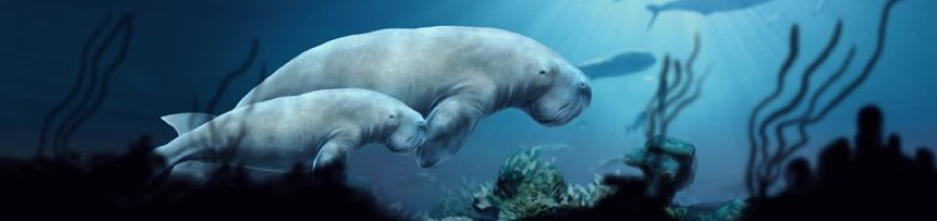 UAE Pavilion, Expo 2012 Yeosu, an illustrated dugong and calf swimming over a reef, from the "Did You Know" archive page's own hero image